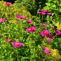 Zinnia elegans 'Super Yoga pourpre'